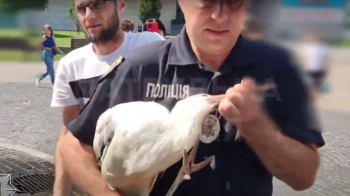 Львівські патрульні разом з містянами врятували пораненого лелеку (відео)