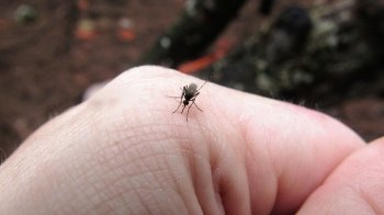 У 25-річного мешканця Львівщини виявили тропічну малярію