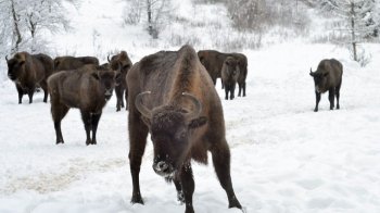 Лісівники просять владу Львівщини виділити гроші на корм для зубрів