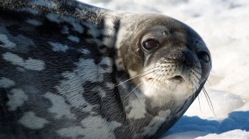 Українські вчені в Антарктиді досліджують "мову" тюленів Веделла