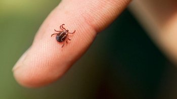 Хвороба Лайма: симптоми, лікування та профілактика