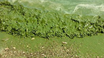 «Фактично екоцид»: Чорне море почало цвісти через підрив Каховської ГЕС