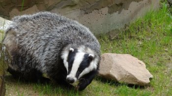 На Львівщині скажений борсук покусав людей: у чотирьох селах запровадили карантин