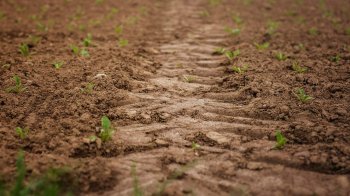 Темпи посівної кампанії на Львівщині випереджають показники минулого року