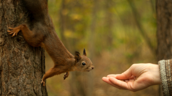 Львівʼян закликали не годувати з рук білок в міських парках