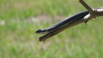 На Львівщині змія повзала біля людей (відео)