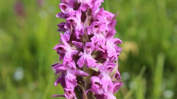 На околиці Львова знайшли місце зростання червонокнижних орхідей