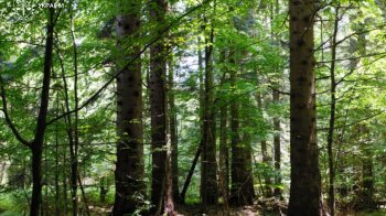 Суд зобов’язав оформити охоронний статус для майже 45 га пралісу на Львівщині