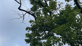 У Львові скаржаться на сухі гілки дерев, які падають на голови містянам на лавках біля Оперного театру