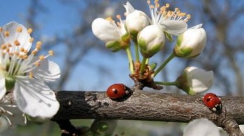 Хмарно і сухо: прогноз погоди на 20 квітня
