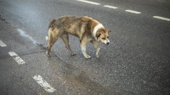 Злий собака на дорозі