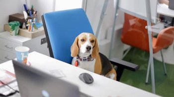 Візьми собаку на роботу: львів’ян закликають долучитись до акції