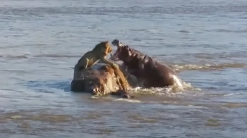 Бегемоти напали на лева у бурхливій річці: знято унікальне відео
