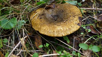 фото з Wikipedia