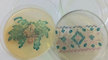 Українська науковиця Руслана Таранюк створила вишивку з бактерій