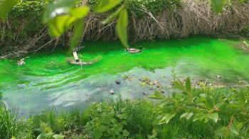 Річка Зубра зеленого кольору