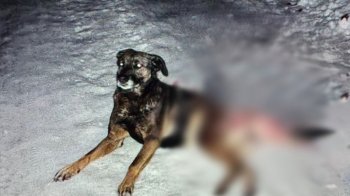 Невідомий застрелив з рушниці собаку у селі поблизу Львова