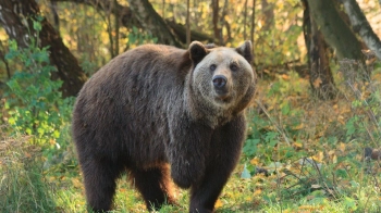Фото: притулок "Домажир"
