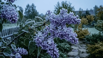 Заморозки весна