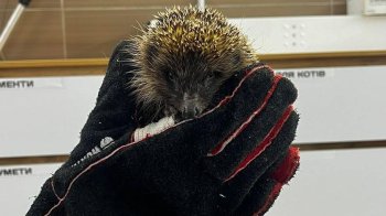 На полігоні військові врятували їжачка