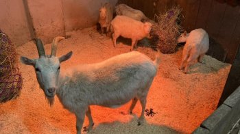 До Домівки врятованих тварин у Львові привезли 22 кози з притулку, де жорстоко поводилися з тваринами