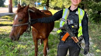 Кінь, якого патрульна поліція Львівщини повернула власнику