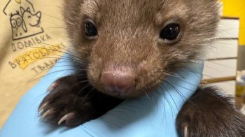 Мешканці  села на Львівщині врятували дитинча куниці з водостічної труби