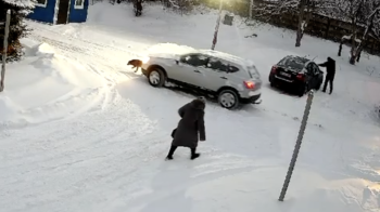 Переїхав собаку поблизу Львова та поїхав: правоохоронці встановлюють особу водія