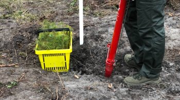 Інвестиції в майбутнє: Львівщина взяла участь в масштабній благодійній акції висадки дерев