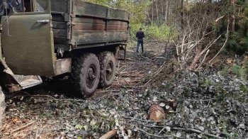 Незаконна вирубка дерев та перейменування селища біля Львова: головні новини Львівщини за 21 вересня