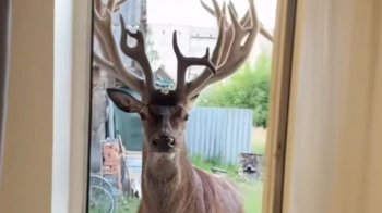 Львівські зоозахисники рятують оленя Бориса після ДТП на Рівненщині