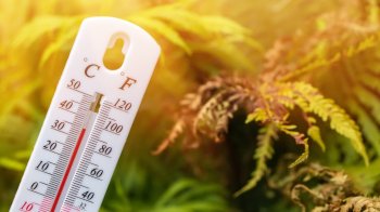 На Львівщину йде спека до +34°C: синоптики попереджають про надзвичайну пожежну небезпеку