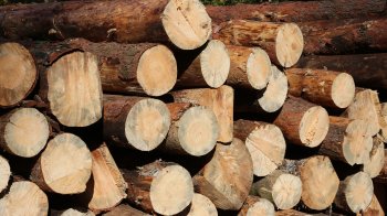 Громаді на Самбірщині відшкодували близько 200 тис. грн за незаконну рубку дерев