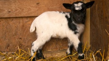 Камерунське козеня народилося у львівському еколого-натуралістичному центрі