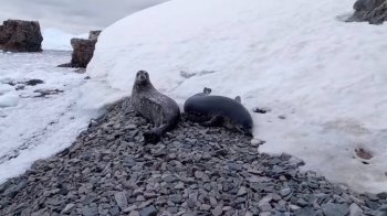 Львівський вчений показав тюленів, які мешкають поблизу науковців на станції «Академік Вернадський»