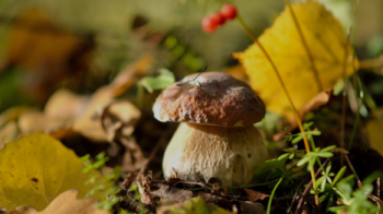 Ознаки отруйних та їстівних грибів