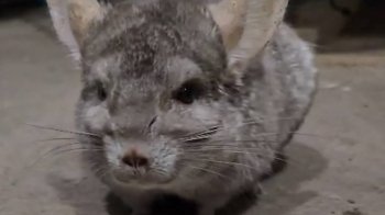 Львівські прикордонники врятували з прифронтового села покинуту шиншилу