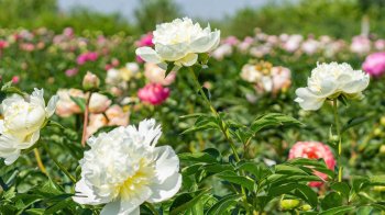 Розцвіло найбільше в Україні поле півоній: коли його можна відвідати