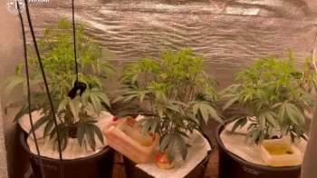 На Львівщині 77-річна жінка разом зі сином виростили вдома майже 1,9 кг коноплі