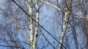 У Львові просять прибрати масивну гілку, що застрягла на дереві та нависає над лавкою