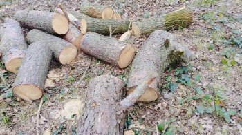 У Львівській громаді екоінспекція виявила незаконну вирубку лісу на понад 800 тис. грн