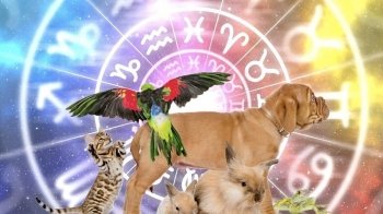 Який домашній улюбленець найбільше підходить вашому знаку зодіаку