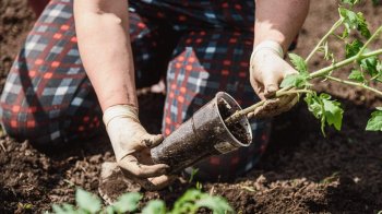 що садити у травні