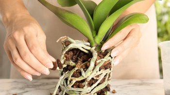 корінь орхідеї