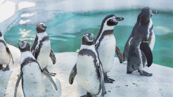 25 квітня: церковні свята, іменинники, прикмети та заборони