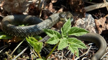 Через укус змії на Львівщині 63-річна жінка потрапила до реанімації