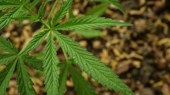 У Дрогобичі до 10,5 років тюрми засудили продавця марихуани