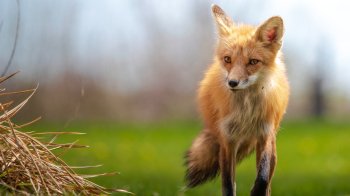 У суботу біля Червонограда відстрілюватимуть диких тварин