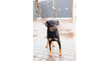 Львів’ян закликають брати тварин з притулку на перетримку