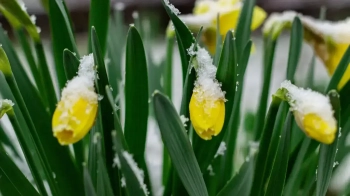 На Львівщині 14 квітня вдарять заморозки до -5°